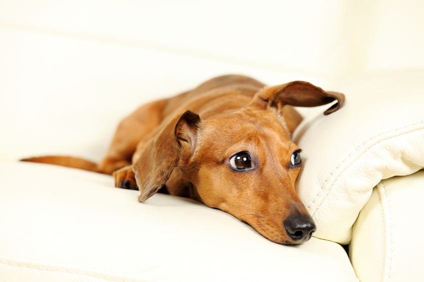 Our Journey with IVDD | From Kibble to Fresh. Our goal is to help dog owners create optimal health for your dog! Prevent IVDD episodes, and make healthy choices & for your Cherished Hound.