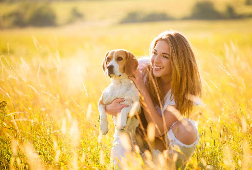 laser therapy for ivdd dogs